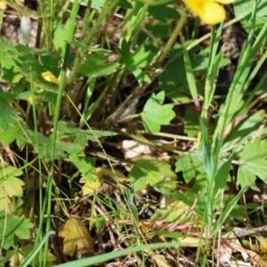 Ranunculus lappaceus at Wodonga, VIC - 6 Sep 2023 11:47 AM