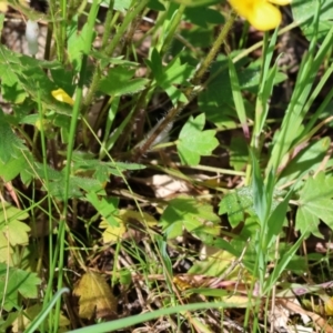 Ranunculus lappaceus at Wodonga, VIC - 6 Sep 2023