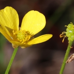 Ranunculus lappaceus at Wodonga, VIC - 6 Sep 2023