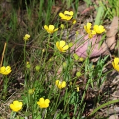 Ranunculus lappaceus at Wodonga, VIC - 6 Sep 2023