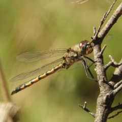 Hemicordulia tau (Tau Emerald) at Murrumbateman, NSW - 6 Sep 2023 by SimoneC