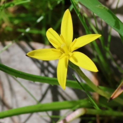 Pauridia vaginata (Yellow Star) at Jack Perry Reserve - 6 Sep 2023 by KylieWaldon