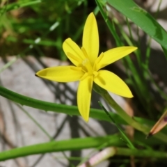 Pauridia vaginata (Yellow Star) at Wodonga - 6 Sep 2023 by KylieWaldon