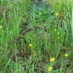 Pauridia vaginata at Wodonga, VIC - 6 Sep 2023