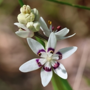 Wurmbea dioica subsp. dioica at Wodonga, VIC - 6 Sep 2023