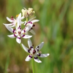 Wurmbea dioica subsp. dioica at Wodonga, VIC - 6 Sep 2023