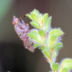 Tapeigaster sp. (genus) (Fungus fly, Heteromyzid fly) at Wodonga, VIC - 6 Sep 2023 by KylieWaldon