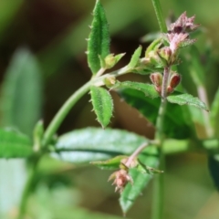 Gonocarpus tetragynus (Common Raspwort) at Jack Perry Reserve - 6 Sep 2023 by KylieWaldon