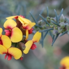 Dillwynia sericea (Egg And Bacon Peas) at Wodonga, VIC - 6 Sep 2023 by KylieWaldon