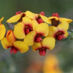 Dillwynia sericea at Wodonga, VIC - 6 Sep 2023 11:54 AM