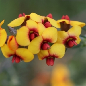 Dillwynia sericea at Wodonga, VIC - 6 Sep 2023 11:54 AM