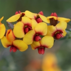 Dillwynia sericea at Wodonga, VIC - 6 Sep 2023