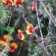 Dillwynia sericea at Wodonga, VIC - 6 Sep 2023