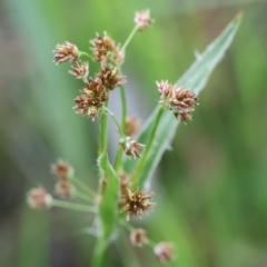 Luzula meridionalis (Common Woodrush) at Wodonga - 6 Sep 2023 by KylieWaldon