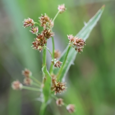 Luzula meridionalis (Common Woodrush) at Jack Perry Reserve - 6 Sep 2023 by KylieWaldon