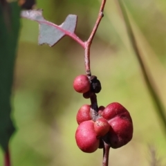 Unidentified Eucalyptus Gall at Jack Perry Reserve - 6 Sep 2023 by KylieWaldon