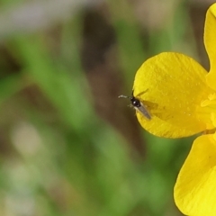 Unidentified True fly (Diptera) at Jack Perry Reserve - 6 Sep 2023 by KylieWaldon