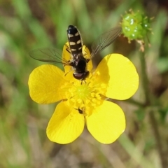 Unidentified Hover fly (Syrphidae) at Wodonga - 6 Sep 2023 by KylieWaldon