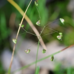 Briza minor (Shivery Grass) at Wodonga - 6 Sep 2023 by KylieWaldon