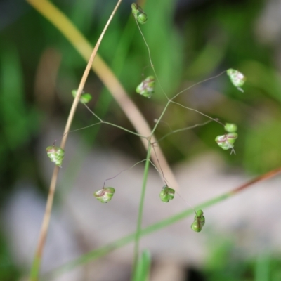 Briza minor (Shivery Grass) at Wodonga - 6 Sep 2023 by KylieWaldon