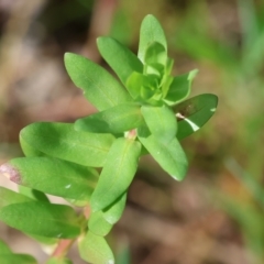 Lythrum hyssopifolia (Small Loosestrife) at Jack Perry Reserve - 6 Sep 2023 by KylieWaldon