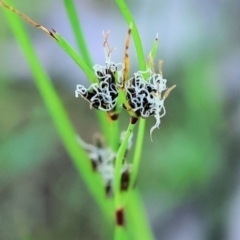 Schoenus apogon (Common Bog Sedge) at Wodonga, VIC - 6 Sep 2023 by KylieWaldon