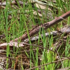 Diplacodes bipunctata (Wandering Percher) at Wodonga - 6 Sep 2023 by KylieWaldon