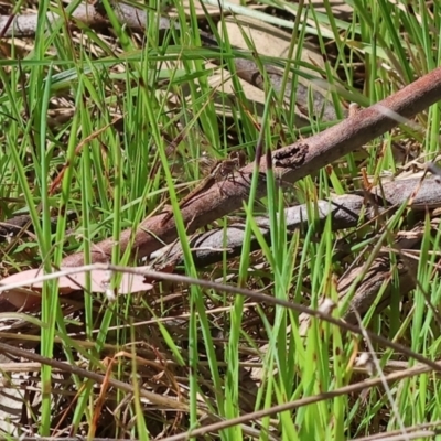 Diplacodes bipunctata (Wandering Percher) at Wodonga - 6 Sep 2023 by KylieWaldon