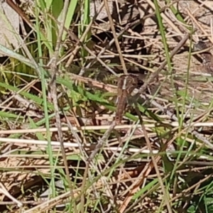 Diplacodes bipunctata at Wodonga, VIC - 6 Sep 2023