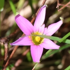 Romulea rosea var. australis (Onion Grass) at Wodonga, VIC - 6 Sep 2023 by KylieWaldon