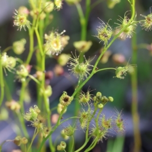 Drosera gunniana at Chiltern, VIC - 7 Sep 2023