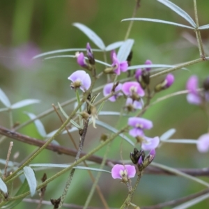 Glycine clandestina at Chiltern, VIC - 7 Sep 2023