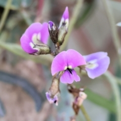 Glycine clandestina at Chiltern, VIC - 7 Sep 2023