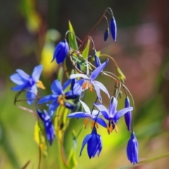 Stypandra glauca (Nodding Blue Lily) at Chiltern, VIC - 7 Sep 2023 by KylieWaldon