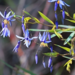 Stypandra glauca at Chiltern, VIC - 7 Sep 2023