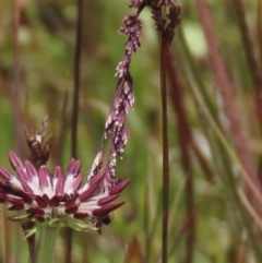 Poa sp. (A Snow Grass) at Dry Plain, NSW - 17 Dec 2022 by AndyRoo