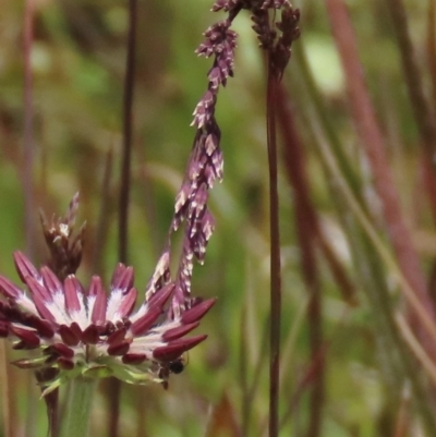 Poa sp. (A Snow Grass) at Top Hut TSR - 17 Dec 2022 by AndyRoo