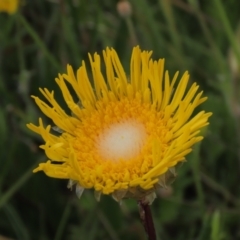 Podolepis jaceoides (Showy Copper-wire Daisy) at Dry Plain, NSW - 16 Dec 2022 by AndyRoo