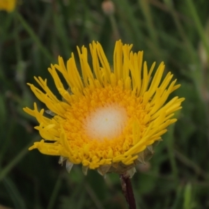 Podolepis jaceoides at Dry Plain, NSW - 17 Dec 2022