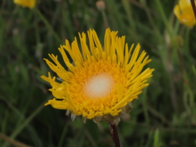 Podolepis jaceoides (Showy Copper-wire Daisy) at Dry Plain, NSW - 17 Dec 2022 by AndyRoo
