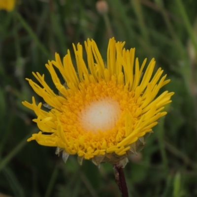 Podolepis jaceoides (Showy Copper-wire Daisy) at Top Hut TSR - 16 Dec 2022 by AndyRoo