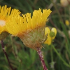 Podolepis jaceoides at Dry Plain, NSW - 17 Dec 2022