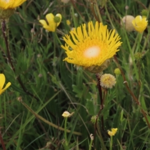 Ranunculus lappaceus at Dry Plain, NSW - 17 Dec 2022