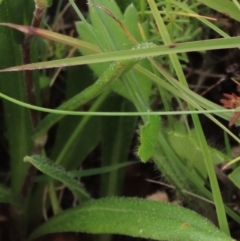 Ranunculus lappaceus at Dry Plain, NSW - 17 Dec 2022