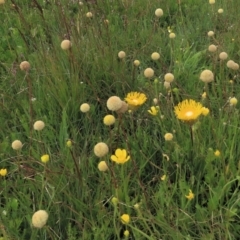 Ranunculus lappaceus at Dry Plain, NSW - 17 Dec 2022