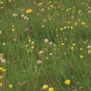 Ranunculus lappaceus at Dry Plain, NSW - 17 Dec 2022