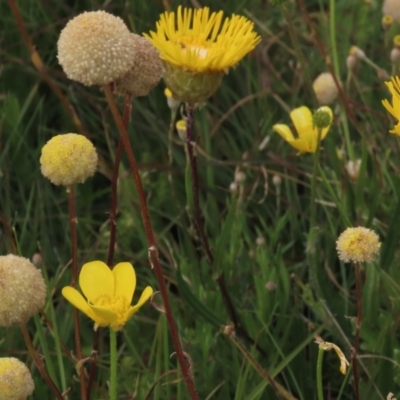 Craspedia variabilis (Common Billy Buttons) at Dry Plain, NSW - 16 Dec 2022 by AndyRoo