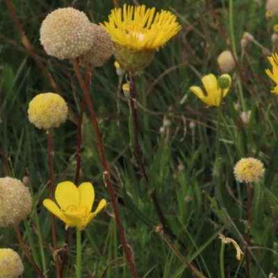 Craspedia variabilis (Common Billy Buttons) at Top Hut TSR - 16 Dec 2022 by AndyRoo