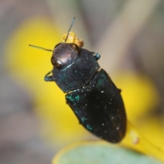 Melobasis thoracica (A jewel beetle) at Black Mountain - 7 Sep 2023 by Harrisi