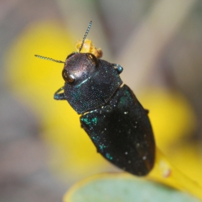 Melobasis thoracica (A jewel beetle) at Black Mountain - 7 Sep 2023 by Harrisi